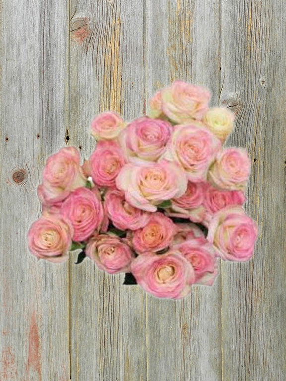SWEET JEWELS BICOLOR WHITE & PINK SPRAY ROSE